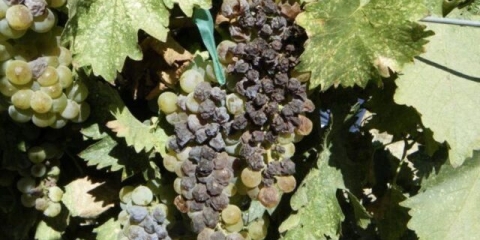 Bolesti lišća i bobica grožđa: liječenje, opis sa fotografijom